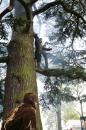 zoo legende roi singe 038 * 2912 x 4368 * (6.7MB)